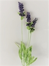 Lavendel med 3 stilke Længde ca. 60 cm. Du får som på foto.